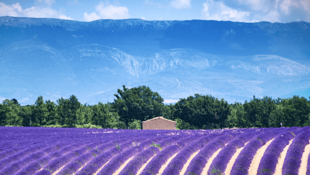 Provence Lavendar Field